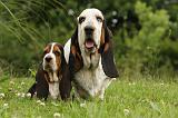 BASSET HOUND 080